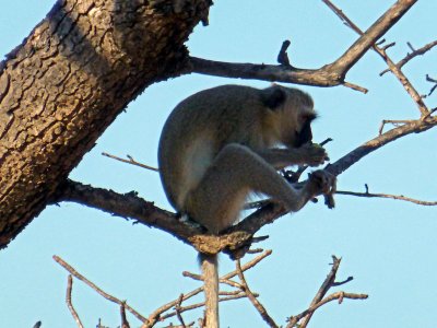 Vervet Monkey