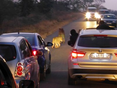 Lions on the Road for Early Morning Game Drive