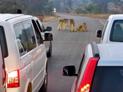 Lions Taking a Break on the Road at Kruger