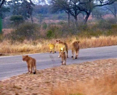 2 Lionesses & 3 Cubs Moving into the Bush
