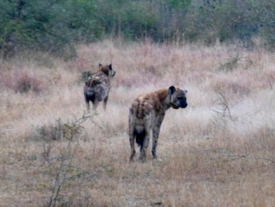 A Pair of Hyenas