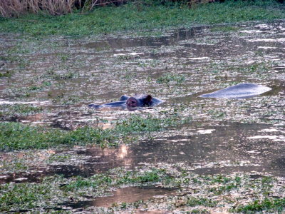 Hippo at Kruger National Park