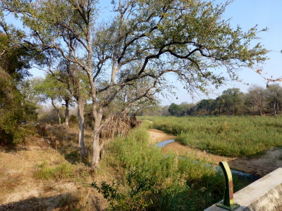 Debris in Tree Indicates Level of Sabie River during January Flood