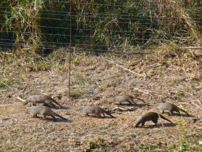 A Business of Mongoose in the Hotel Wildlife Area