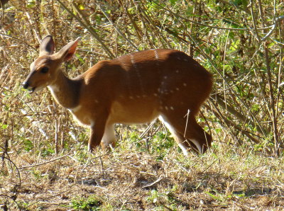 A Female Bushbuck in the Hotel Wildlife Area