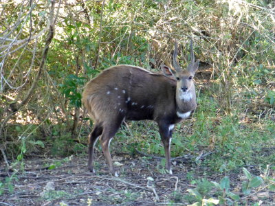 A Male Bushbuck in the Hotel Wildlife Area