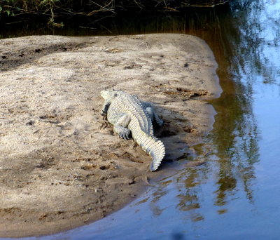 Crocodile on the Sabie River