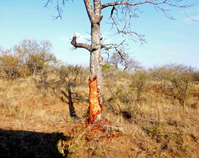 Elephants Strip the Bark Off the Marula Tree for Food