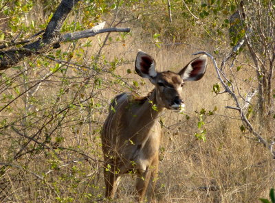 Female Kudu