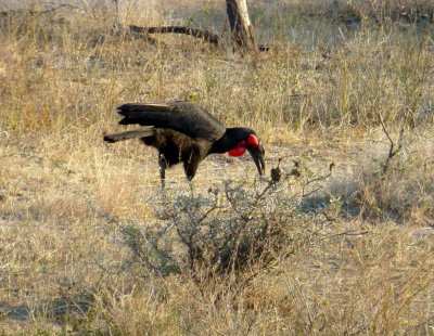 Southern Ground Hornbill