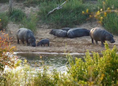 Hippos on the Sabie River