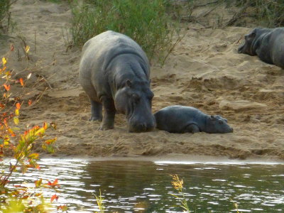 Momma & Baby Hippo