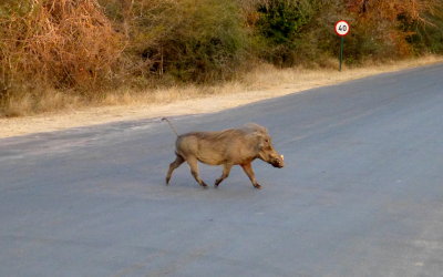 Warthog in Kruger National Par