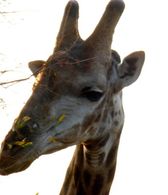Female Giraffe in Kruger National Park