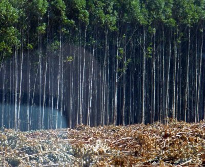 Eucalyptus Tree Farm in South Africa