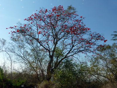 Coral Tree Blooms before Leaves