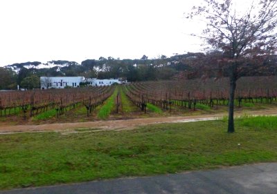 Dormant Vineyards, Cape Winelands, South Africa