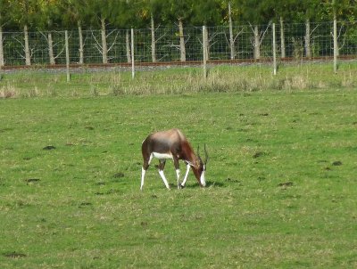 Blesbok Antelope on Farm