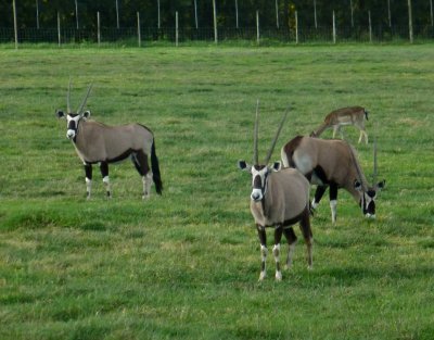 Oryx on Farm