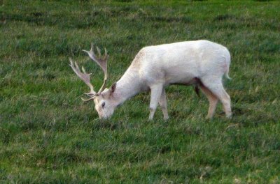 White Fallow Deer on Farm