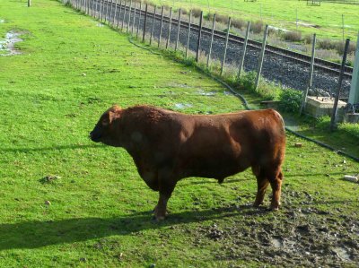'Beefmaster' Bull