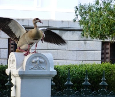 Egyptian Goose in Front of South African Parliament Building