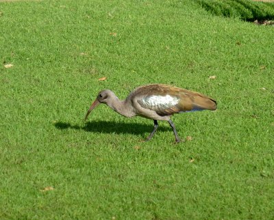 Hadeda Ibis in The Company Gardens