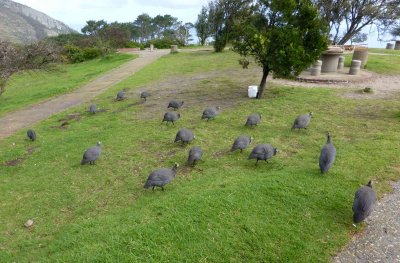 Guinea Fowl on Signal Hill