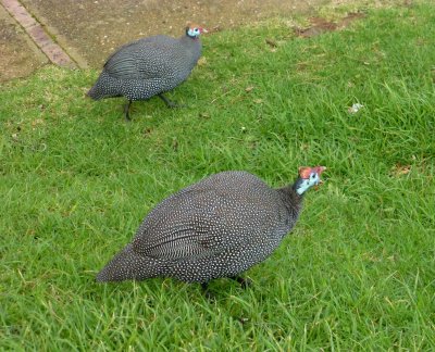 Guinea Fowl Squawking on Signal Hill