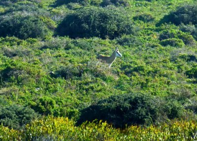 Springbok on Robben Island