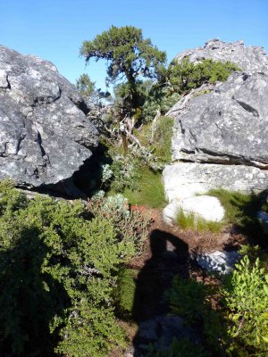 Vegetation Among the Rocks of Tabletop Mountain