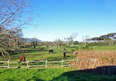 Sleepy Hollow Horse Farm, Noordhoek, South Africa