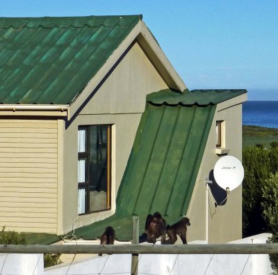 Baboons Checking Out a House in Noordhoek, South Africa