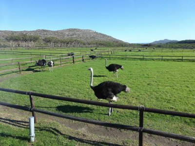 Cape Point Ostrich Farm