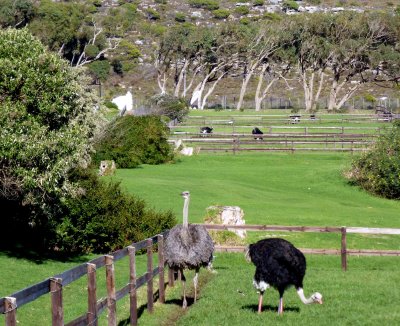 Georgette (Grey) & George (Black)