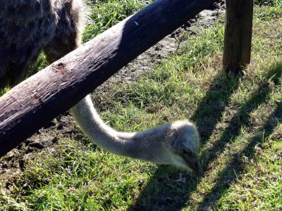 Georgette Looking for Food