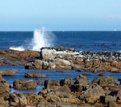 Black Comorants on Rocks at the Cape of Good Hope