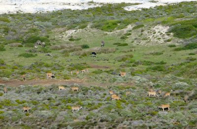 Elands & Ostriches near Cape Point, South Africa