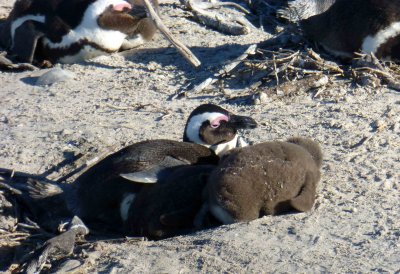 African Penguin Chick with Mom