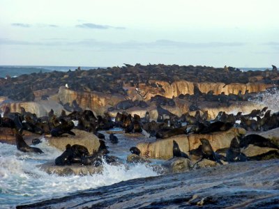 Cape Fur Seals on Seal Island, South Africa
