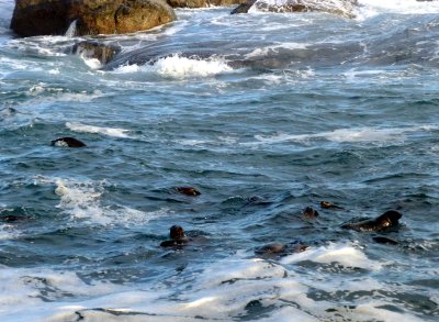 Seals Swimming in the Surf