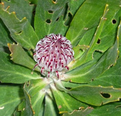 Kirstenbosch Botanical Garden was Established in 1913