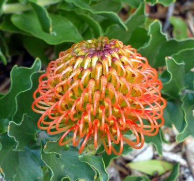 Leucospermum cordifolium belongs to the Protea Family