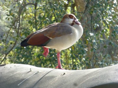 Egyptian Goose at Kirstenbosch Garden