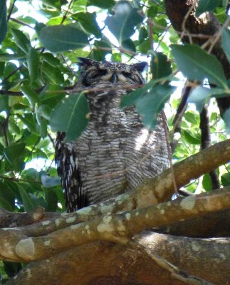 Spotted Eagle-owl