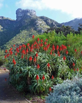 Aloe Plant in Front of Castle Rock