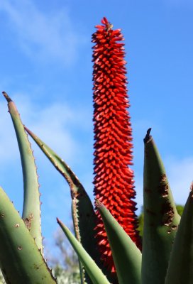Vulcan's Fire Aloe