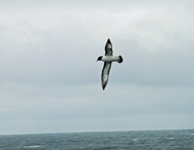 First Sighting of an Antarctic Petrel