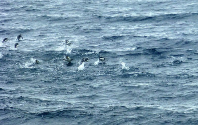 Penguins Playing Outside Our Balcony