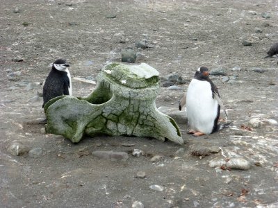 Chinstrap and Gentoo Penguins with Whalebone